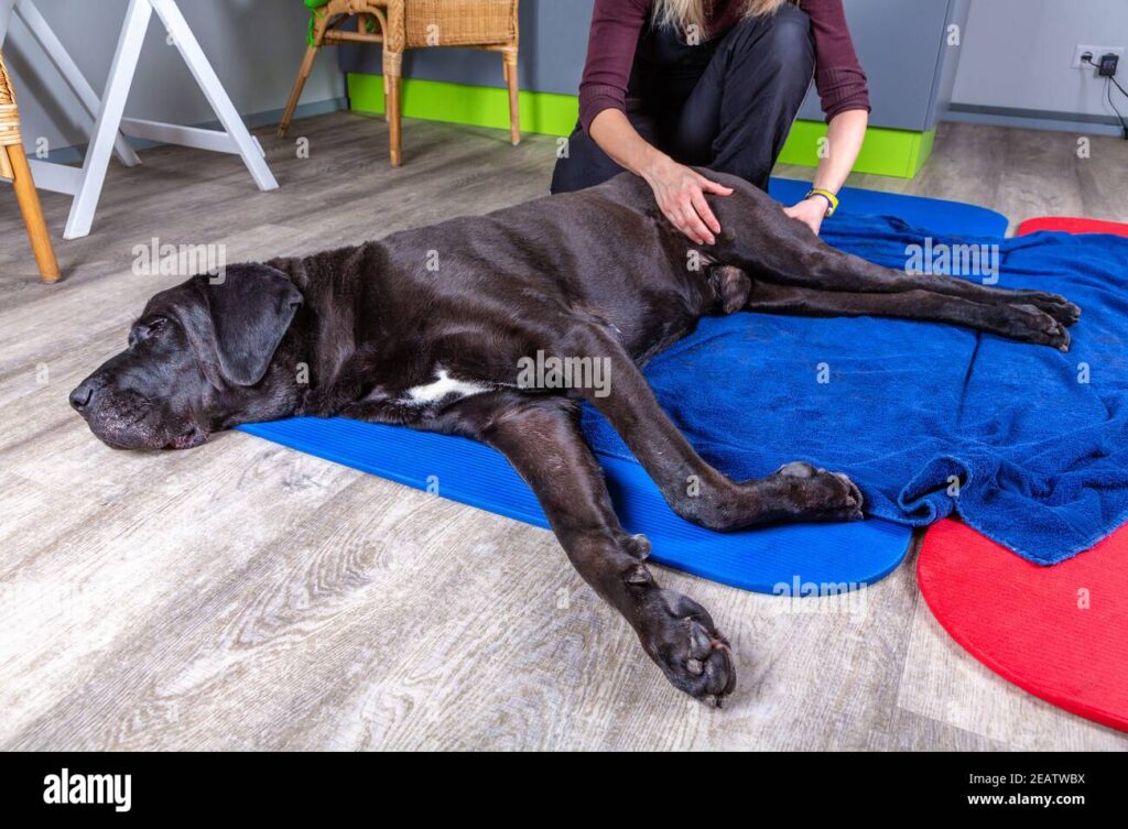 black dog on floor black dog on floor