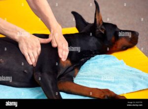 black dog on side