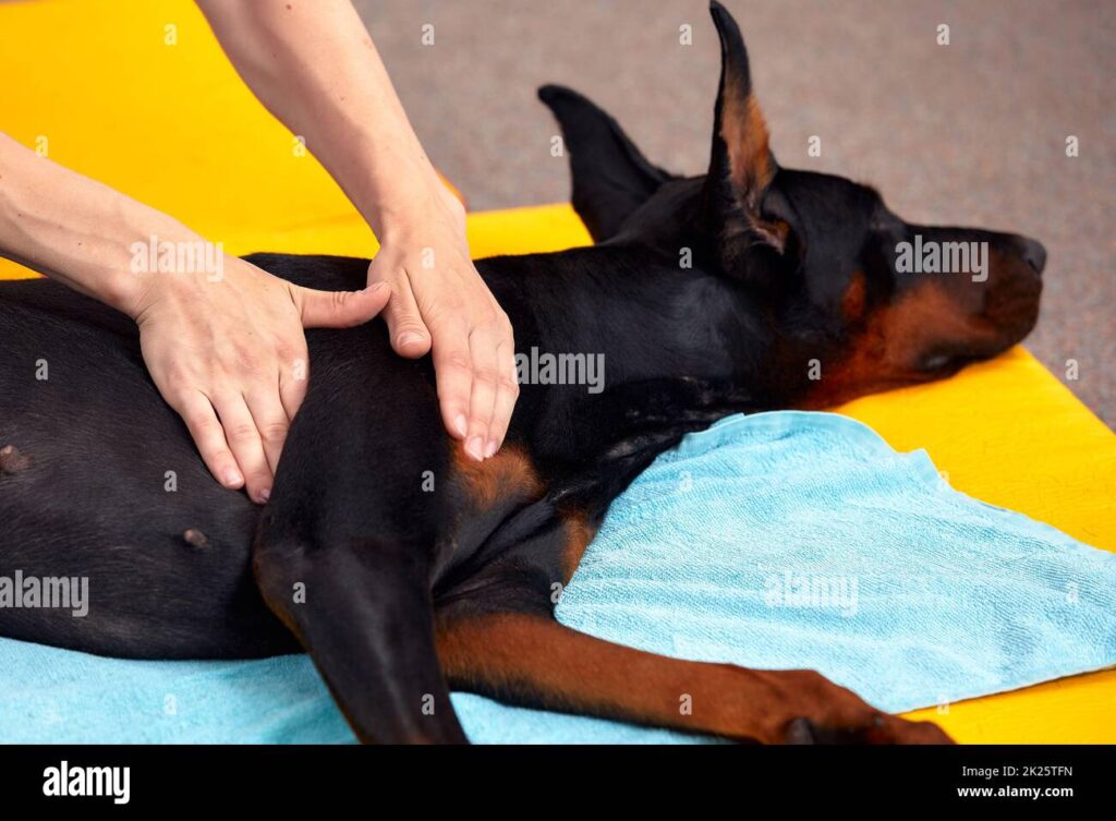 black dog on side black dog on side