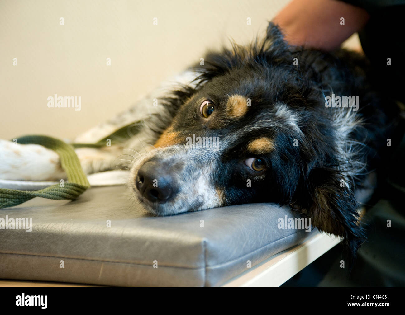 dog being massaged.