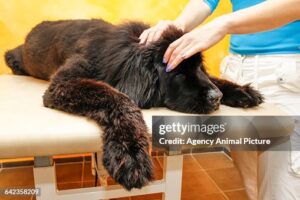 physical therapy in dogs